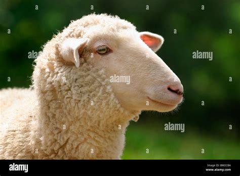 schaf sheep portrait stock photo alamy