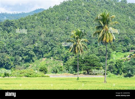 Coconut Farm Thailand Hi Res Stock Photography And Images Alamy