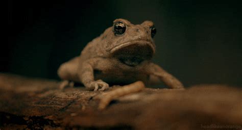 Fowlers Toad GIFs - Find & Share on GIPHY