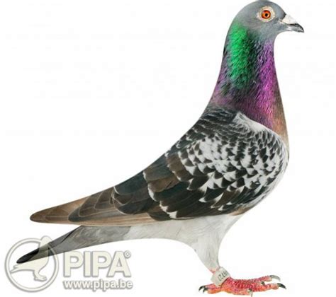 Hooymans Pigeons Climb Up The Ace Pigeon Ranks As Million Dollar Race