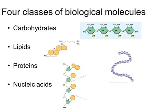 What Is The Molecular Structure Of Carbohydrates Lipids And Proteins