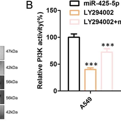 Effects Of Mir 425 5p On Pten Pi3k Akt A Wb Analysis Of Pten Pi3k Download Scientific