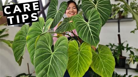 Definitive Philodendron Gloriosum Care Growing Guide