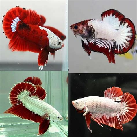 Betta Siamese Fighting Fish Red White Dragon Halfmoon Plakat MALE