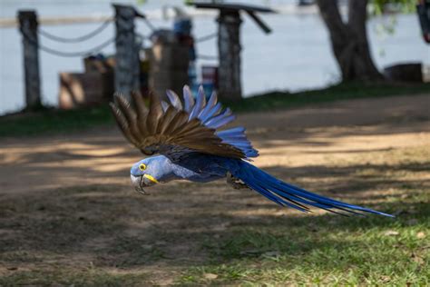 The Hyacinth Macaw - Enchanted by the Wild