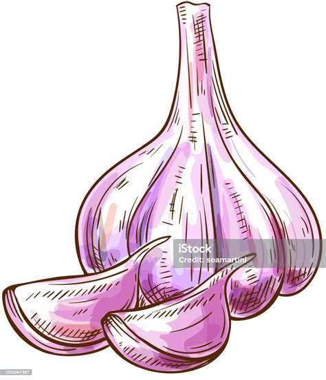 Bulb De Tête Dail Et Croquis Disolement De Clous De Girofle Vecteurs