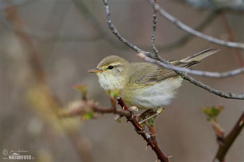 Fitis Bilder, Fitis Fotos | NaturFoto