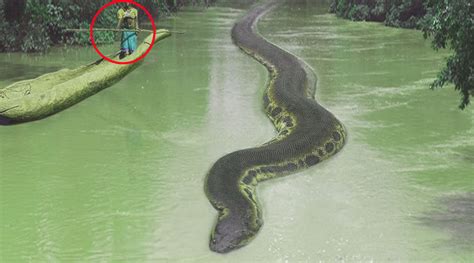 Heboh Ular Raksasa Kalimantan Yang Gemparkan Dunia