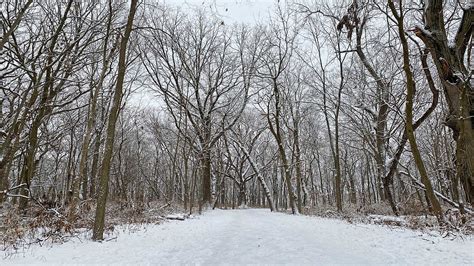 How Do Trees Survive Winter