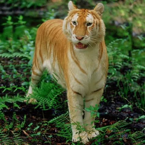 The Golden Tiger | Discover Fascinating Facts and Informatio