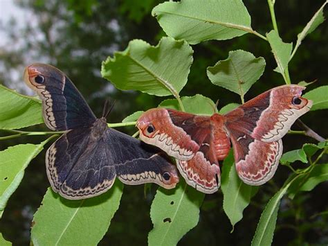 silkworm moths – Drew Monkman