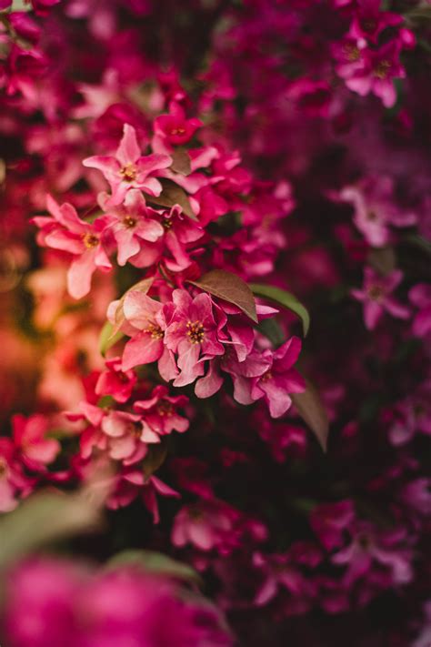 Free Images Branch Leaf Flower Petal Bloom Spring Red Botany