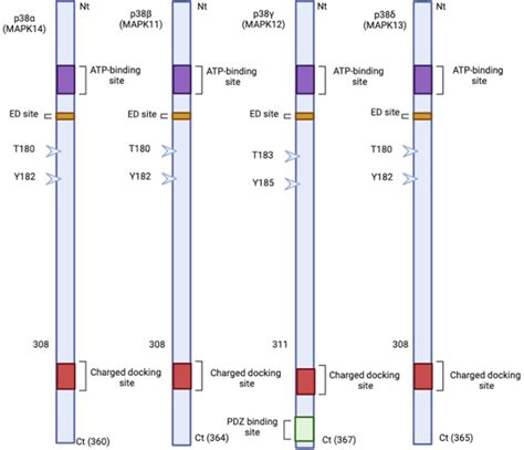 P Mapk Diversity In Structure And Activation A Diagram Of The