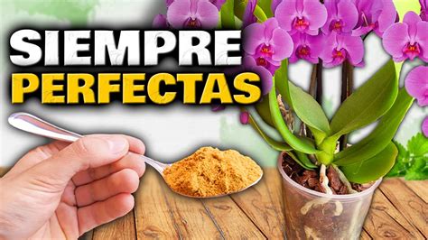 Como hacer florecer una orquídea septiembre 2024