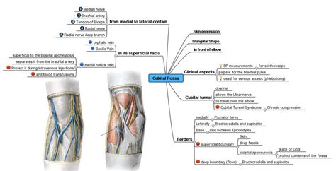 Mistrzowskie Mapowanie My Li Mindmapping Czyli Mapy Kreatywno Ci