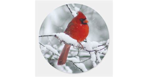 Red Cardinal In The Snow Sticker Zazzle