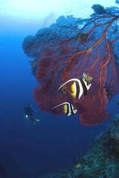 Papua New Guinea Expeditions Scuba Diving and Adventure Travel