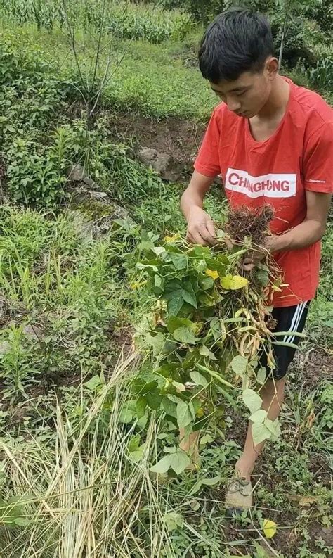 今天，“敬礼娃娃”“割猪草的彝族少年”都来北大报到了！他们的入学愿望——