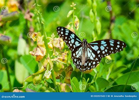 Monarch Butterflies On Green Leaves Adding Beauty Stock Image Image