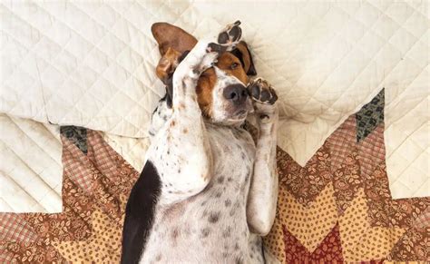 Can You Hold A Dog Upside Down