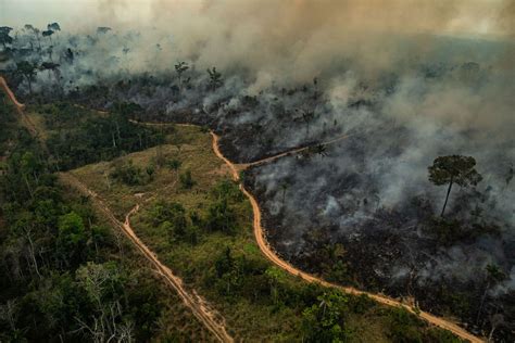 Todos Pela Amazônia Manifesto Greenpeace