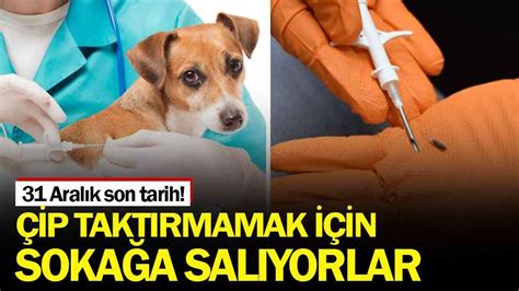 Evcil hayvanlara çip takmamak için sokağa salıyorlar Medyabar