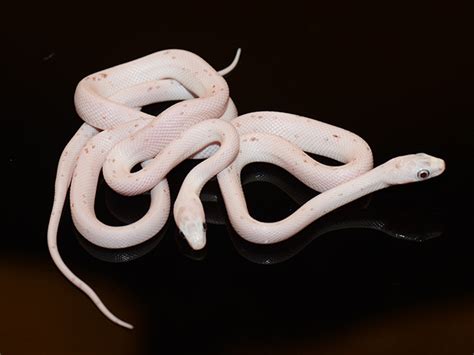 Blood Red Scaleless Corn Snakes Jons Jungle