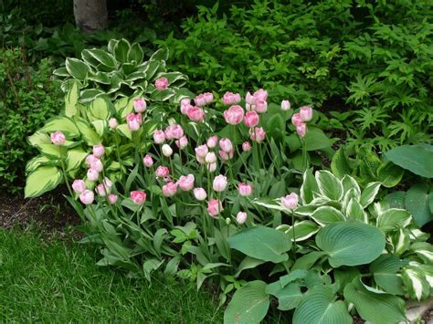 Hosta Companion Plants What To Plant With Hostas