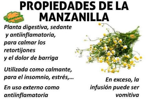 Propiedades Medicinales Curativas Y Beneficios De La Manzanilla