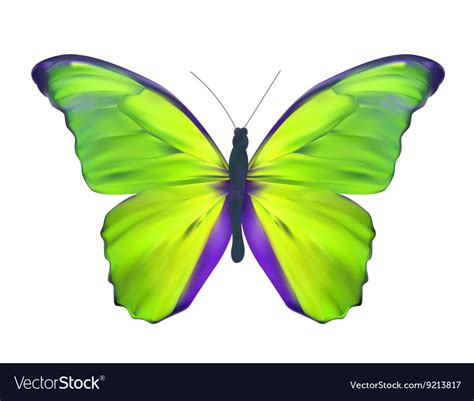 Purple And Green Butterfly Pictures