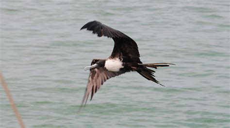 Ave Fragata Magnifica Tijereta Magnificent Frigatebird Flickr