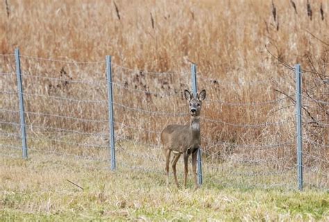 Tote Rehe Streit Um Schweinepest Zaun Kommt Vor Gericht