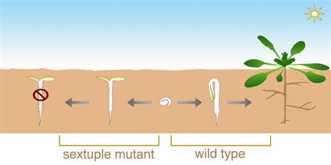 Regulation Of Apical Hook Development A Dual Core Processes Complex