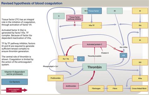 Haemostasis Medicine