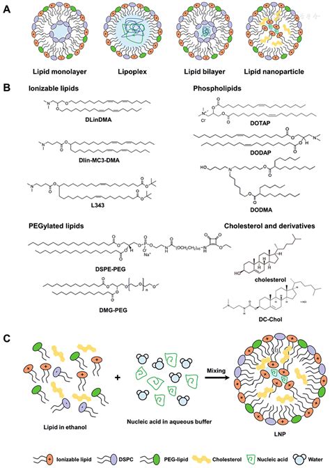 Biosafety Assessment Of Delivery Systems For Clinical Nucleic Acid