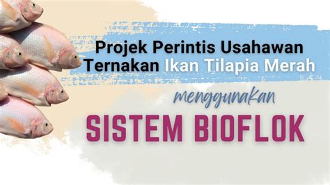 Sistem Bioflok Dalam Penternakan Ikan Tilapia Merah Di Pjk Youtube