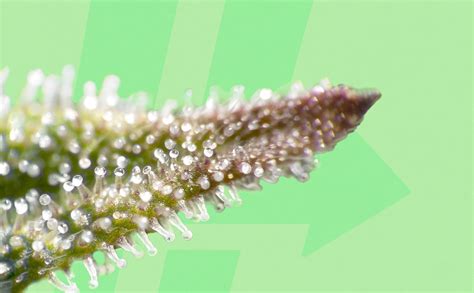 Trichomes Hashdash