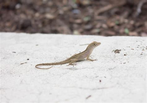 Green Anole Care Sheet: Diet, Habitat, & Drawbacks