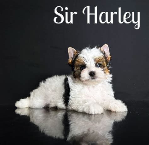 Biewer Terrier Puppy Sir Harley Is Available At