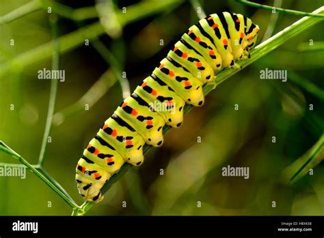 Swallowtail Caterpillar Papilio Machaon Stock Photo Alamy