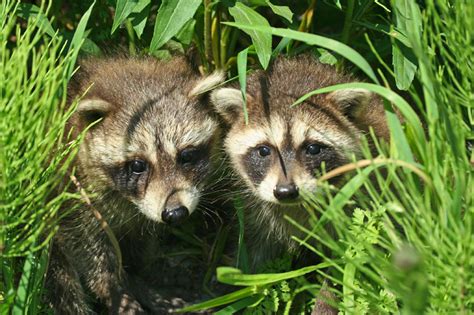 Faune Et Flore Du Pays Le Raton Laveur