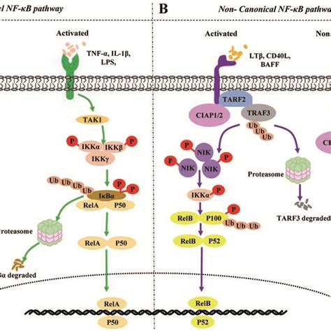 Canonical And Noncanonical Nf B Signaling Pathways In Resting Vs