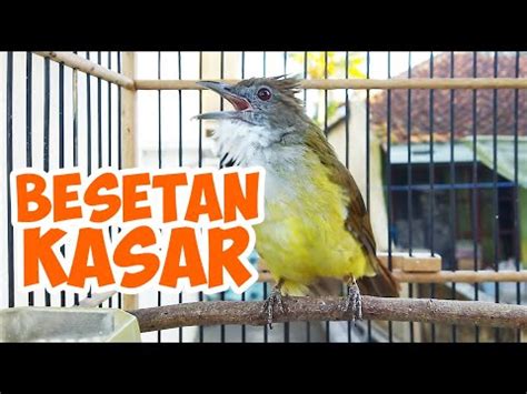 Masteran Cucak Jenggot Gacor Full Besetan Durasi Rapat Youtube