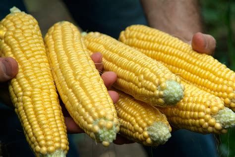 Sweetcorn Practical Grow Guide