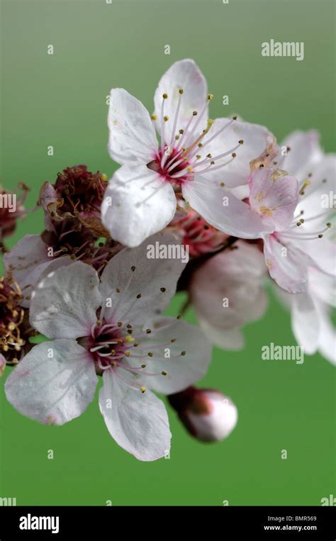 Prunus Cerasifera Pissardii Purpleleaf Plum Cherry Plum Myrobalan Plum