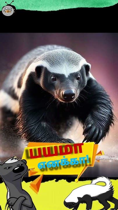 interesting fact  honey badgershortsfeed honeybadger tamil