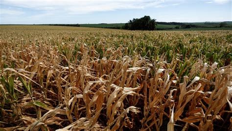 Stonex Reduz Previs O Para Soja E Milho Por Clima Adverso Agricultura