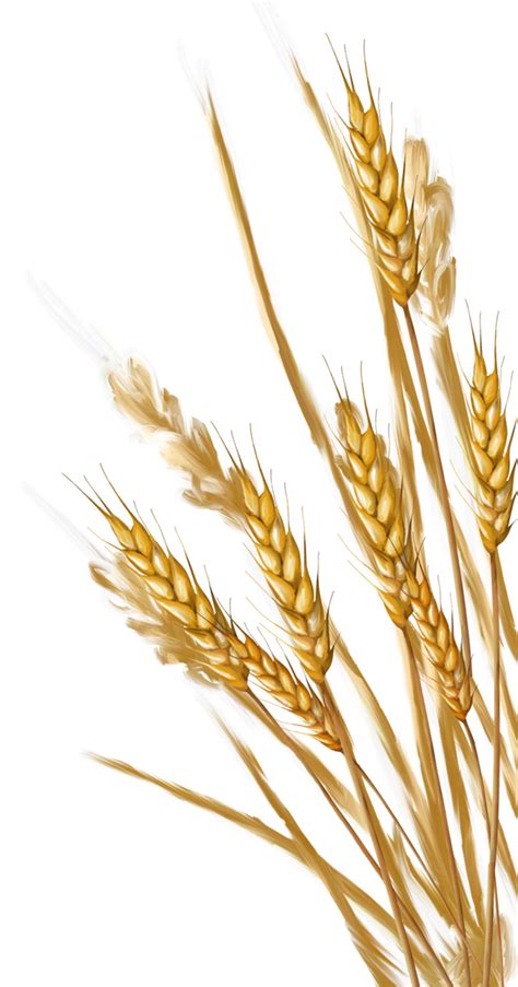 Wheat PNG