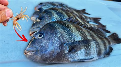 Tiny Crabs Catch Big Sheepshead At St Pete Pier YouTube