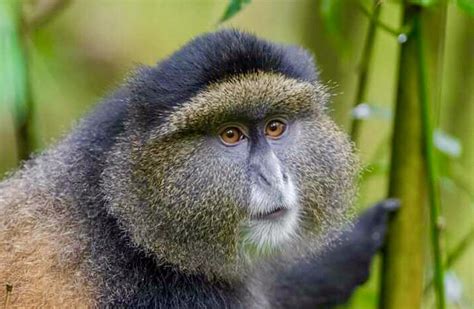 10 Day Wildlife And Primate Safari In Uganda VISIT54